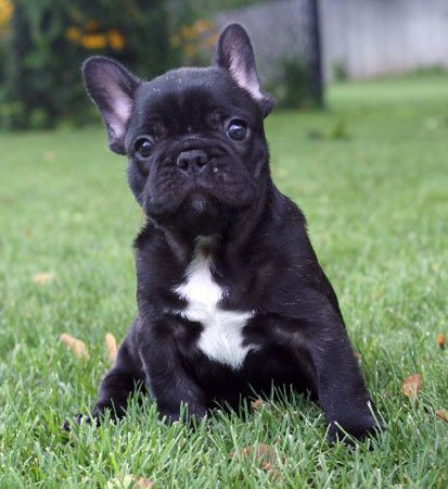 French Bulldogs Marydell French Bulldogs Puppies New York